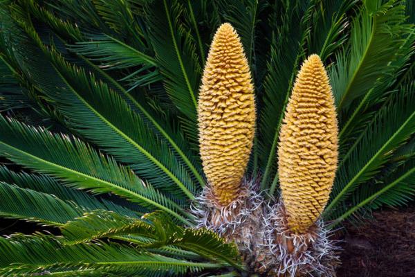 Cycas saago palmun kukinnot varoittavat myrkyllisistä