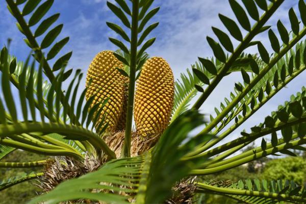 Cycas saago -palmu ulkona ulkona soikeat kullanruskeat kukat vain kasvitieteellisen puutarhan konservatorioissa