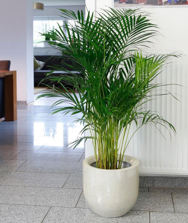 Cycas saago -palmu ikkunan sisällä kaunis katseenvangitsija yli 300 lajia maailmanlaajuisesti