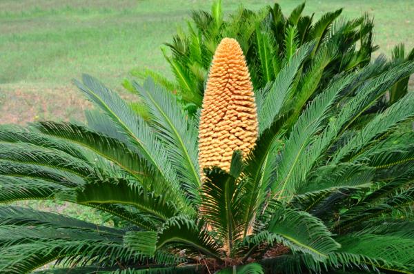 Cycas -saagopalmu kasvaa trooppisilla alueilla ulkona puutarhassa