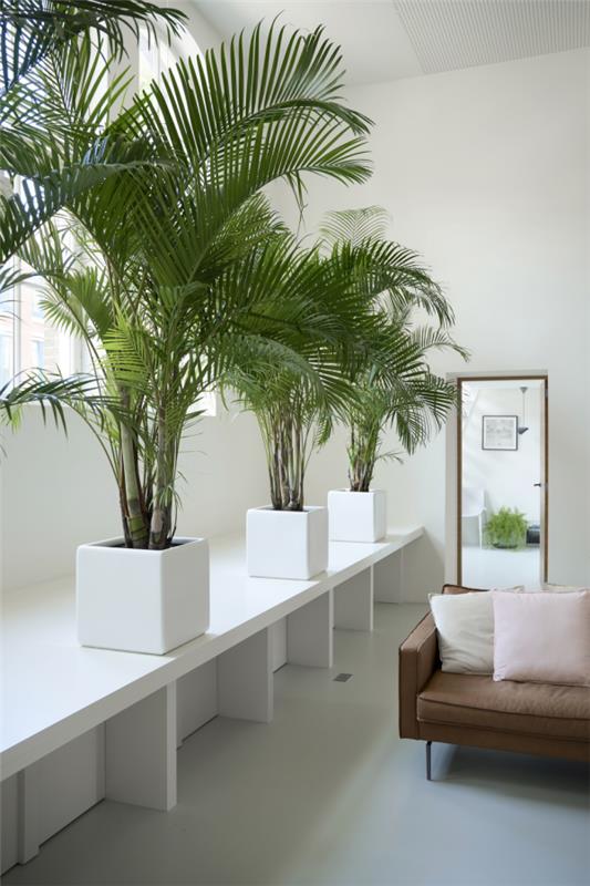 Repot Cycas saago -palmu kolmen tai viiden vuoden välein tarvitset aina suuremman ruukun