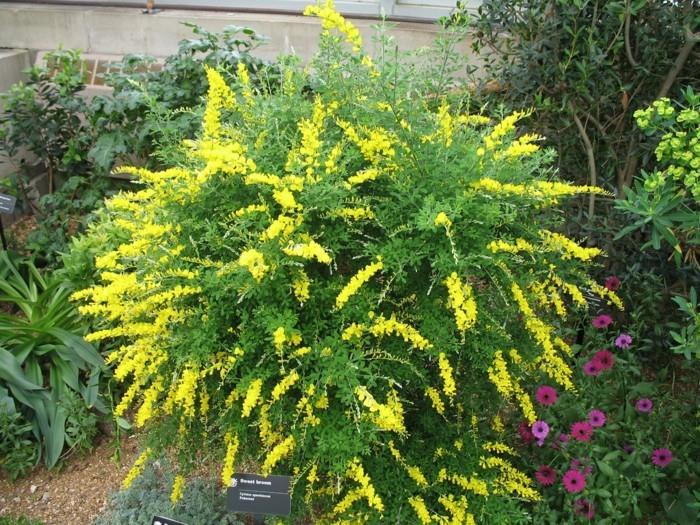 Cytisus Spachianus -kasvi