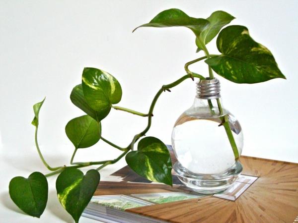 DIY -koriste hehkulamppujen huonekasveista
