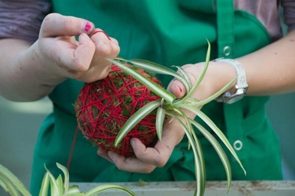 Kääri DIY Kokedama -sammalpallo punaisella langalla