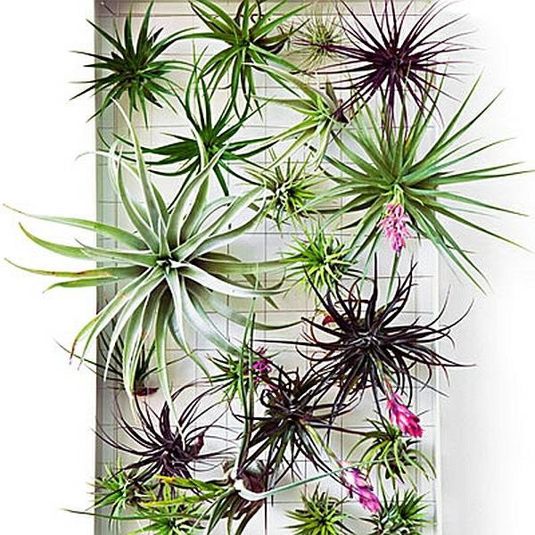 DIY kotiideoita putket kasvit kuvakehys