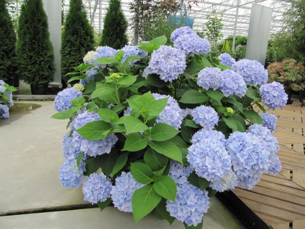 Katon suunnittelu kaupunkipuutarha ideoita leikata hydrangeas
