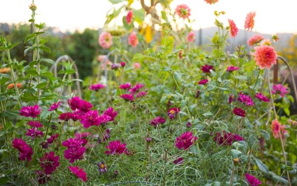 Dahlia aster kukkivat syksyn kasvit kestäviä puutarhakasveja