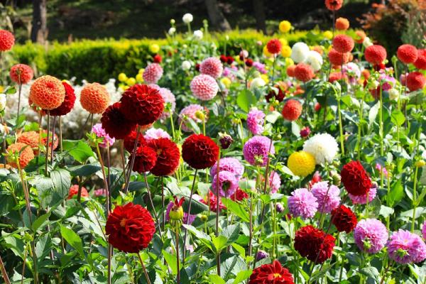 Dahlia -parveke hoitaa puutarhassa eri väristen georgines -kukkien merta aurinkoisessa paikassa