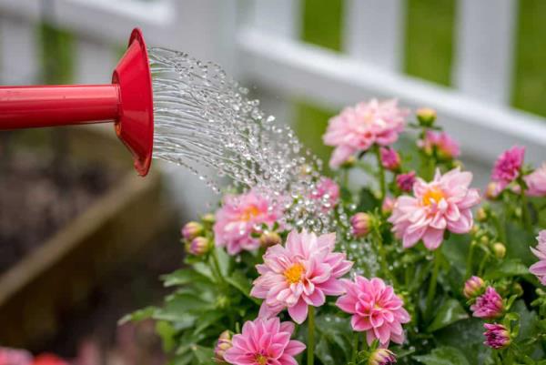 Dahlia -parvekkeen hoito puutarhassa kohtuullisesti kastelua kerran viikossa