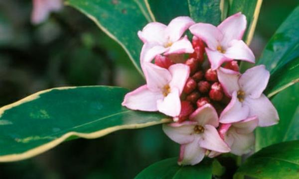 Daphne Odora Aureomargina puutarhan istutus