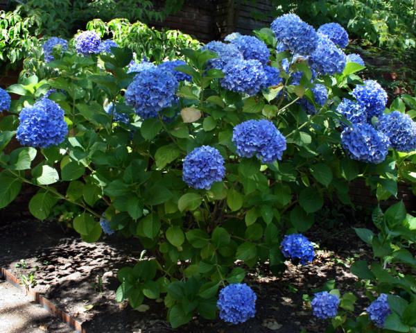 Suunnittele puutarha, leikkaa hydrangeas