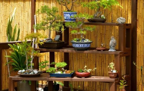 Bonsai -puu sisustuksen yksityisyysnäytössä puutarhahyllyt kukkaruukut
