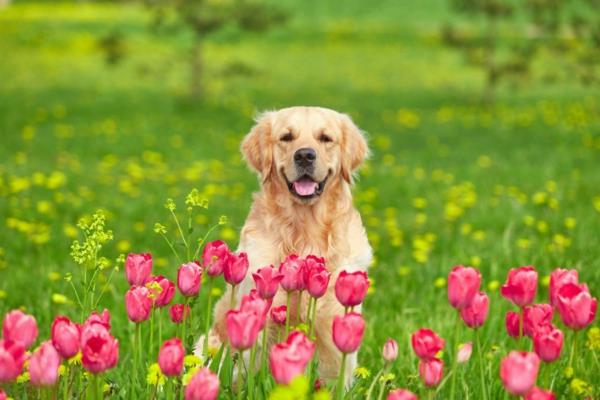 Kevät tulee 5 vinkkiä koiranomistajille