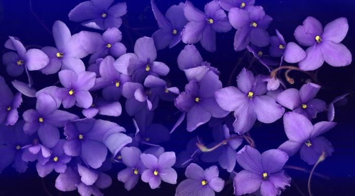 Väri violetti violetti