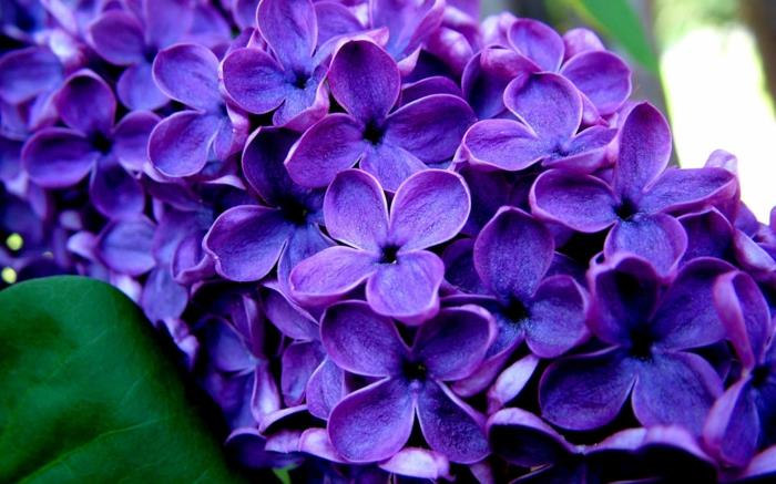Väri violetti lila