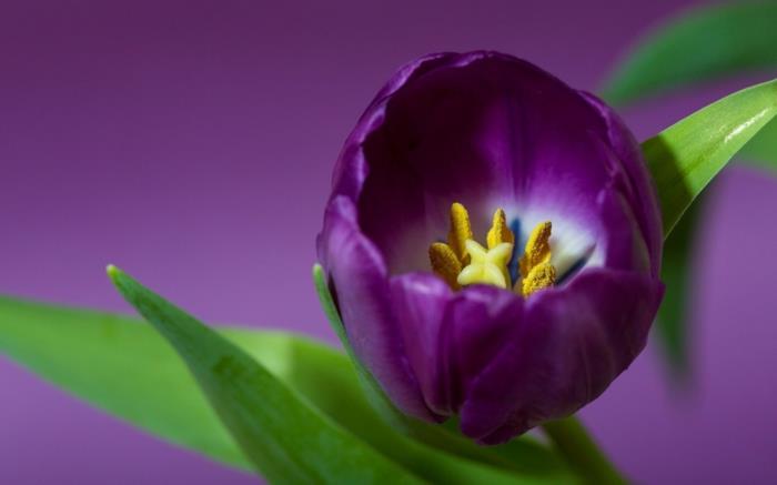 Väri violetti tulppaani