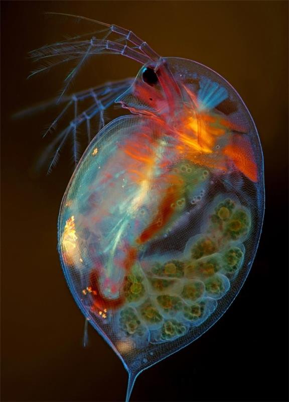 Voitetut valokuvat Nikonin pienestä maailmasta 2019 ovat täällä! raskaana oleva daphnia magna plankton