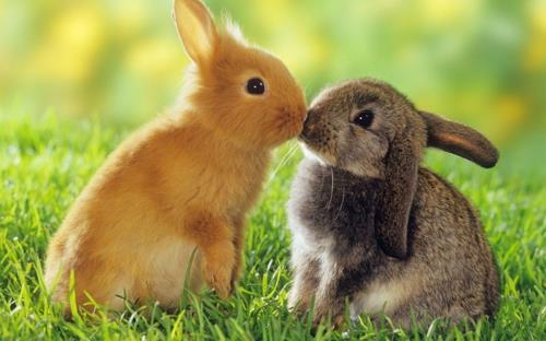 Tarina pääsiäispupun rakkaudesta eläimiin