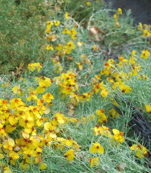 Zinnia puutarhassa keltaisia ​​kukkia juuri maisemointi