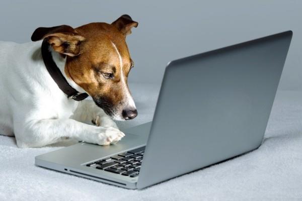 Parhaat älykkäät kodin gadgetit lemmikeille jack russelinterrieri käyttää kannettavaa tietokonetta