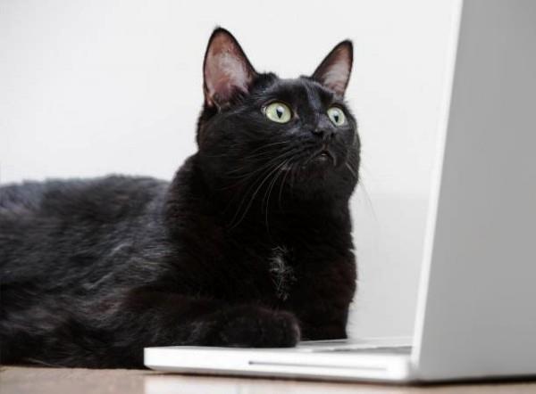 Parhaat älykkäät kodin gadgetit lemmikkieläimille kissan käyttämä kannettava tietokone