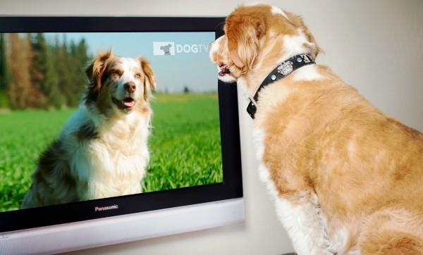 Parhaat älykkäät kodin gadgetit lemmikeille petchatz dogtv hd -televisio koirille