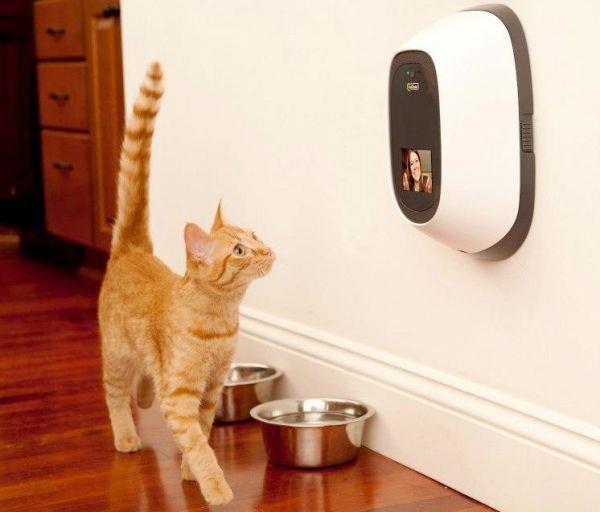 Parhaat älykkään kodin gadgetit lemmikeille petchatz -viestintä kissojen ja koirien kanssa