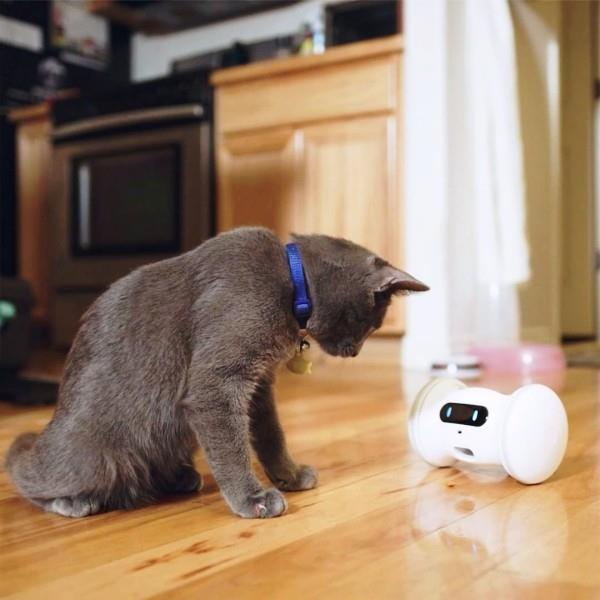 Parhaat älykkäät kodin gadgetit lemmikeille varram robotti pitää koirat ja kissat onnellisina