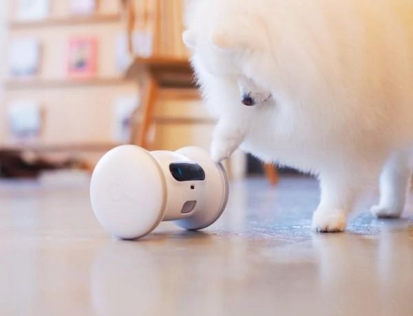 Parhaat älykkäät kodin gadgetit lemmikeille varram -robotteja pelaamaan ja pitämään kiireisenä