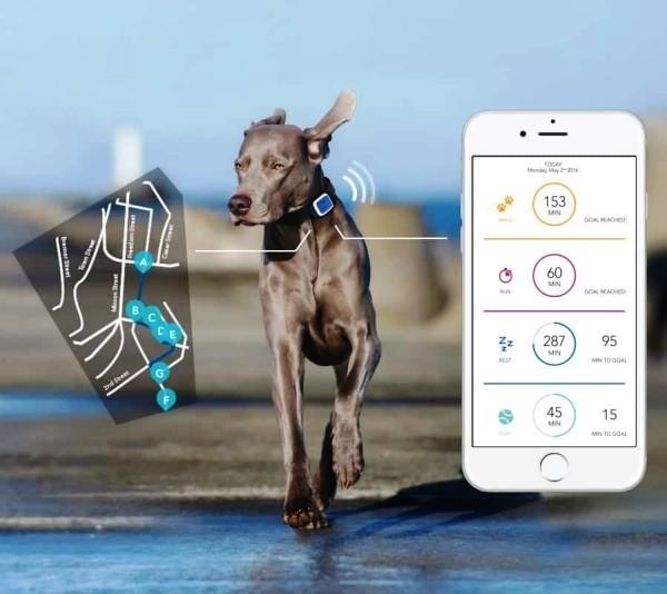 Parhaat älykkäät kodin gadgetit lemmikeille viheltävät 3 gps koirille ja kissoille