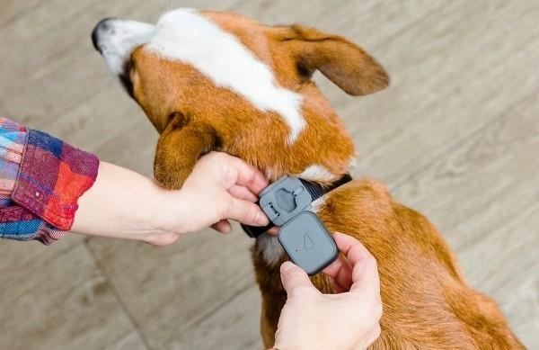Parhaat älykkäät kodin gadgetit lemmikeille viheltävät 3 gps koirille