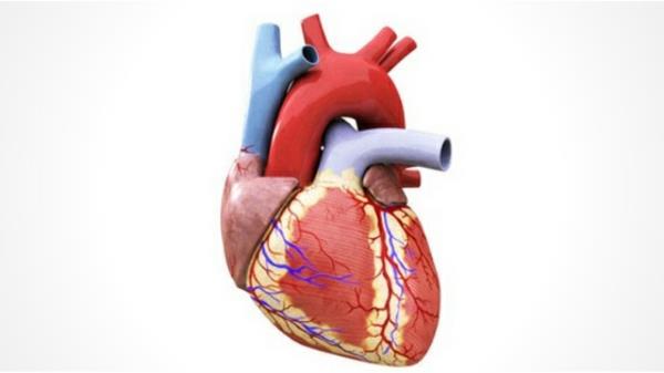 Terveyshyödyt L-Proline Heart Healthy