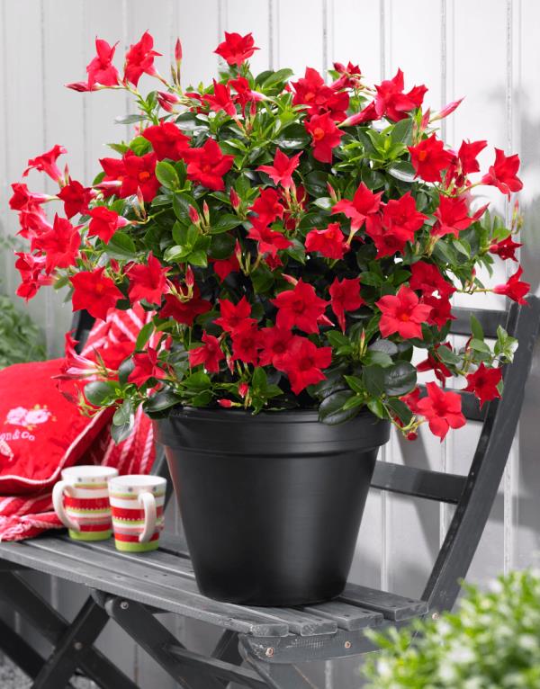 Dipladenia musta ruukku punaiset kukat kaunis näky eteläamerikkalainen kauneus
