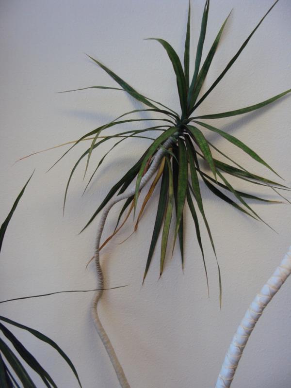 Dracaena Marginata kaunis sisäkasvien koristelu