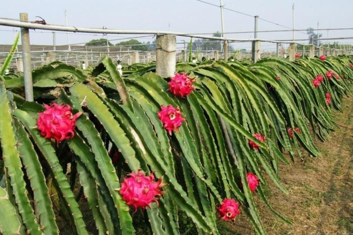 Dragon Fruit Health Antioksidant Variety Farm