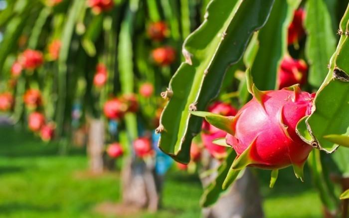Lohikäärme hedelmät terveys antioksidantti lajikkeet kaktus sukupuu