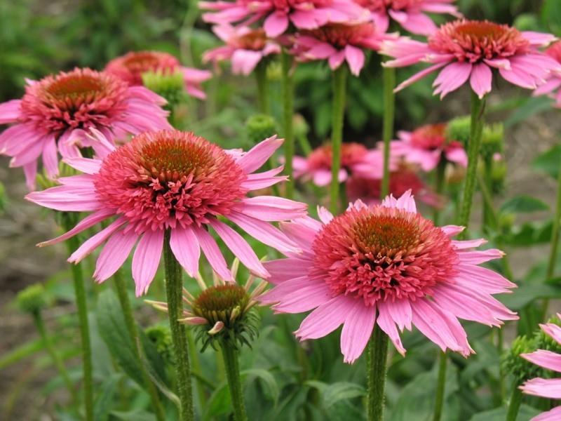 echinacea purpurea pysäyttää ja ehkäisee vilustumista