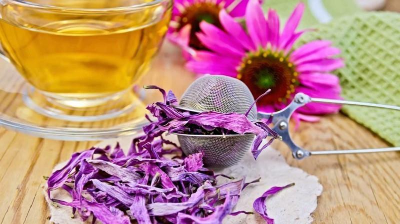echinacea purpurea teetä lopettaa ja estää vilustuminen