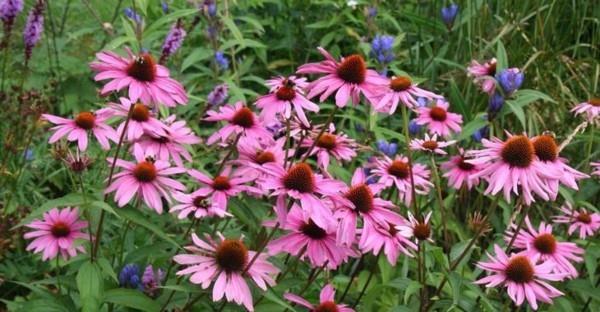 Echinacea purpurea violetti kartio mehiläinen laidun