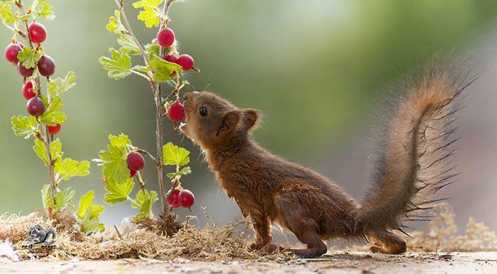Oravien kuvaaminen Geert Weggen Berries maistuu hyvältä