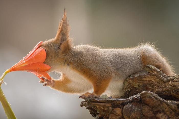 Orava valokuvaa Geert Weggenia etsimässä kukkasiemeniä
