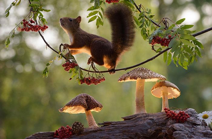 Oravien kuvaaminen Geert Weggen etsii ruokaa Selviytymistekniikka pienille jyrsijöille
