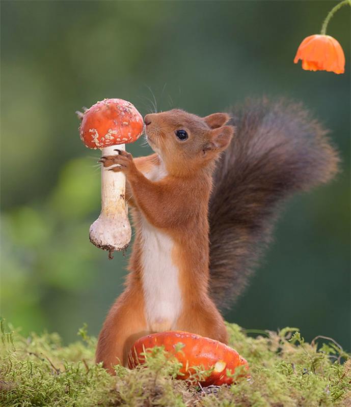 Orava -kuva Geert Weggen Mushroom löysi hienon valokuvan