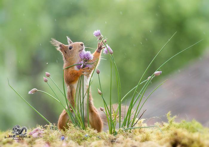 Orava kuvasi Geert Weggenin siemeniä ja ihaili luonnonvaraisia ​​kasveja