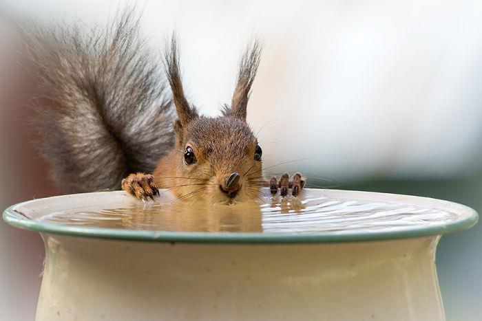 Orava valokuvaamassa Geert Weggenin juomavettä