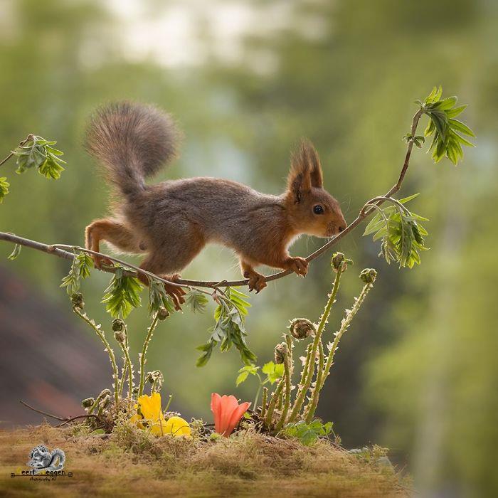 Oravien kuvaaminen Geert Weggenin kuvaaminen taitavasti läheltä