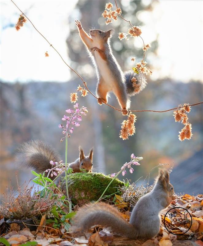 Geert Weggen valokuvaa oravia, pienet jyrsijät haluavat leikkiä vapaasti