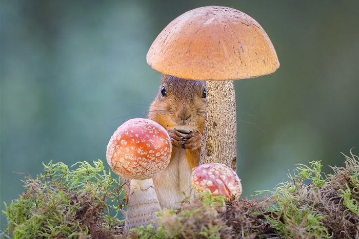 Oravien kuvaaminen Geert Weggen löytää suojan sienien joukosta