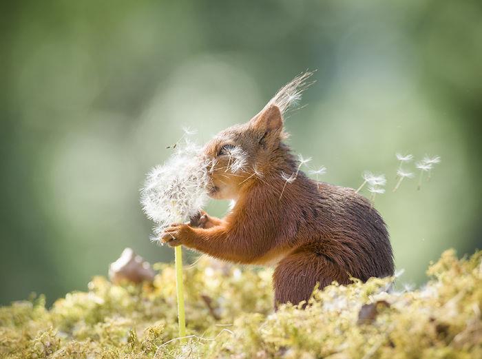 Orava valokuvaa Geert Weggenia leikkimässä tuulta voikukan kanssa