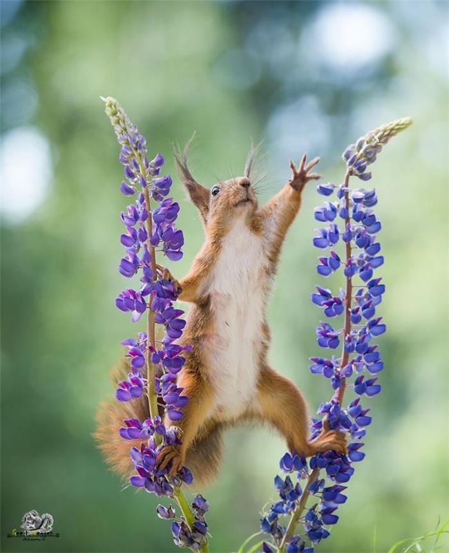 Oravien kuvaaminen Geert Weggen leikkii vapaasti luonnossa